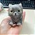 Mini Gatinho Reborn Realista - Silicone Sólido - Imagem 3