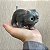 Mini Gatinho Reborn Realista - Silicone Sólido - Imagem 4
