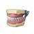 Manequim Odontológico para dentística - Modelo com suporte metálico -Acompanha chave - Imagem 1