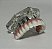 Manequim Odontológico Protocolo Superior 6 Implantes - Imagem 9