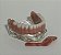 Manequins Modelos Odontológicos Próteses Totais Sup e Inf. - Imagem 8