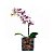 Orquídea Dálmata com 01 Háste no Vidro - Imagem 1