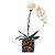 Orquídea Branca Cascata com 01 Háste no Vaso de Vidro - Imagem 1