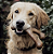 BENEBONE WISHBONE BACON M - Imagem 2