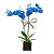 Orquídea Azul com 02 Hástes no Vaso de Vidro - Imagem 1