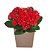 Calandivas Vermelhas Plantadas No Cachepot para Presente - Imagem 1