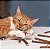 Graveto Catnip - Matatabi - Imagem 2