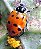 Habitáculo VIVEIRO para Insetos - Joaninhas - desenvolvidos por entomologistas - Imagem 10