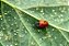 Habitáculo VIVEIRO para Insetos - Joaninhas - desenvolvidos por entomologistas - Imagem 5