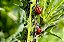 Habitáculo VIVEIRO para Insetos - Joaninhas - desenvolvidos por entomologistas - Imagem 3