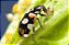 Habitáculo VIVEIRO para Insetos - Joaninhas - desenvolvidos por entomologistas - Imagem 4