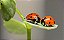 Habitáculo VIVEIRO para Insetos - Joaninhas - desenvolvidos por entomologistas - Imagem 8