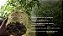 Micorriza InRoot enraizador 50g com Azospirillum brasilense e Rhizobium Bradyrhizobium Japonicum - Imagem 2