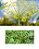 Kit de Sementes Flores que Atraem Insetos Benéficos e Repele Daninhos - Imagem 8