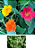 Kit de Sementes Flores que Atraem Insetos Benéficos e Repele Daninhos - Imagem 3