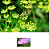Kit de Sementes Flores que Atraem Insetos Benéficos e Repele Daninhos - Imagem 5