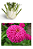 Kit de Sementes Flores que Atraem Insetos Benéficos e Repele Daninhos - Imagem 2