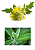 Kit de Sementes Flores que Atraem Insetos Benéficos e Repele Daninhos - Imagem 7