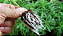 Micorriza InRoot enraizador 200g com Azospirillum brasilense e Rhizobium Bradyrhizobium Japonicum - Imagem 4
