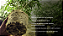 Micorriza InRoot enraizador 200g com Azospirillum brasilense e Rhizobium Bradyrhizobium Japonicum - Imagem 5