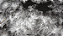 Micorriza InRoot enraizador 200g com Azospirillum brasilense e Rhizobium Bradyrhizobium Japonicum - Imagem 6
