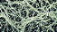 Micorriza InRoot enraizador 200g com Azospirillum brasilense e Rhizobium Bradyrhizobium Japonicum - Imagem 7