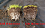 Micorriza InRoot enraizador 200g com Azospirillum brasilense e Rhizobium Bradyrhizobium Japonicum - Imagem 2