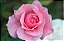 Rosas Brancas - Imagem 2