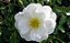 Rosas Brancas - Imagem 1