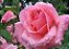 Rosas - Imagem 1