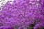 Azaleias 2 - Imagem 3