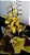 Orquídeas Chuva de Ouro - Imagem 1