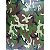 CAMUFLADO VERDE GRANDE - TAMANHO 1M X 50CM - Imagem 4