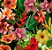 FLORES HAVAIANAS - TAMANHO 1M X 50CM - Imagem 1