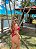 Conjunto Bela - Imagem 7