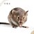 Veneno para ratos, ratazanas e camundongos - MADERAT 100g Pó - Imagem 2