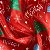 Tecido Cetim Vermelho Merry Christmas 1,40m Decoração de Natal - Imagem 1