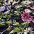 Tecido Lese Bordada Floral Primavera Preto 1,35x1,00m 100% Algodão Laise - Imagem 6