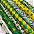 Tecido Cetim Estampado Brasil Patriota 1,40m Para Decorações e Festas Copa do Mundo - Imagem 1