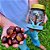 Castanha Portuguesa em Calda Do Pé Ao Pote 250g - Imagem 2
