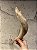 Shofar de Carneiro - Direto de Israel | Modelo B4 - Imagem 1