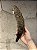 Shofar de Carneiro - Direto de Israel | Modelo B5 - Imagem 1
