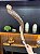Shofar de Antílope Direto de Israel | Modelo C3 85cm - Imagem 1