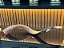 Shofar de Antílope Direto de Israel | Modelo C3 85cm - Imagem 10