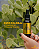Kit 03 Ouro Coloidal 30ml 10 ppm HerboMel Natural - Imagem 5