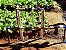Injetor de Fertilizantes rosca 3/4" com Filtro para Irrigação Agrojet - Imagem 3