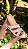 Sandália Rio Rose Nude Boa Onda - Imagem 4