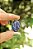 Pingente Lápis Lazuli - Imagem 1