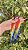 Brinco Guacamayo - Imagem 5