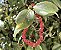 Pulseira Coral Vermelho - Imagem 2